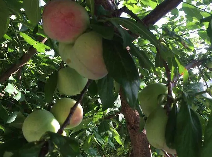 别墅 Fairways 贝莱克